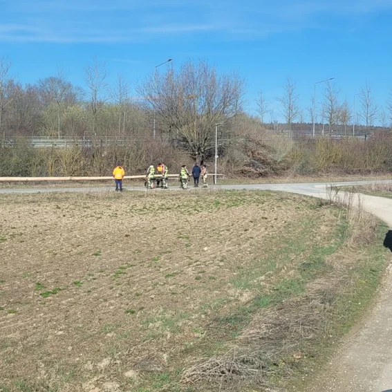 Da wurde ein Baum geschält.jpg