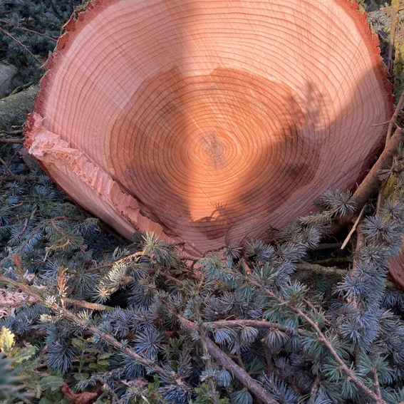 Baum gefällt.jpeg